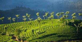 Tourism sector in Munnar expecting a good holiday season this year